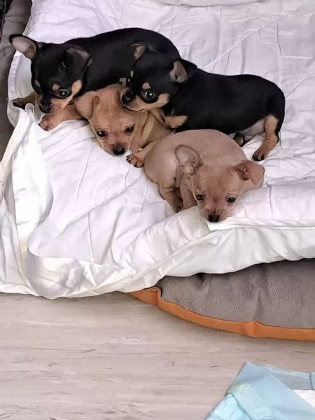 Cuccioli di chihuahua con pedigree | Foto 2