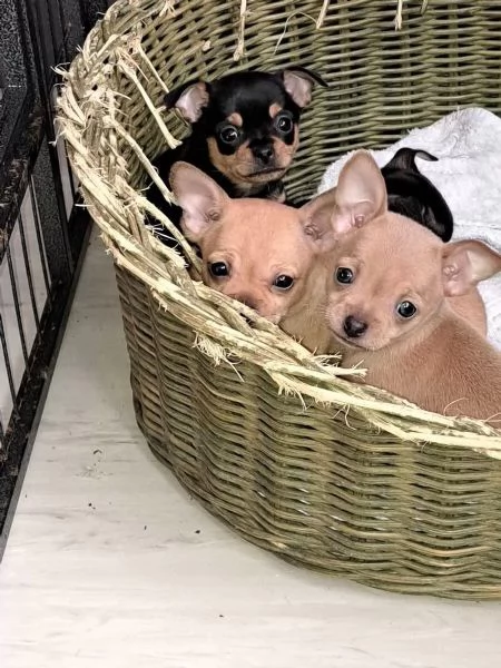 Cuccioli di chihuahua con pedigree | Foto 1