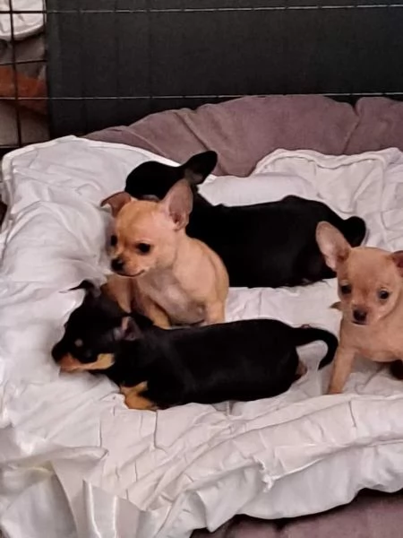 Cuccioli di chihuahua con pedigree | Foto 0