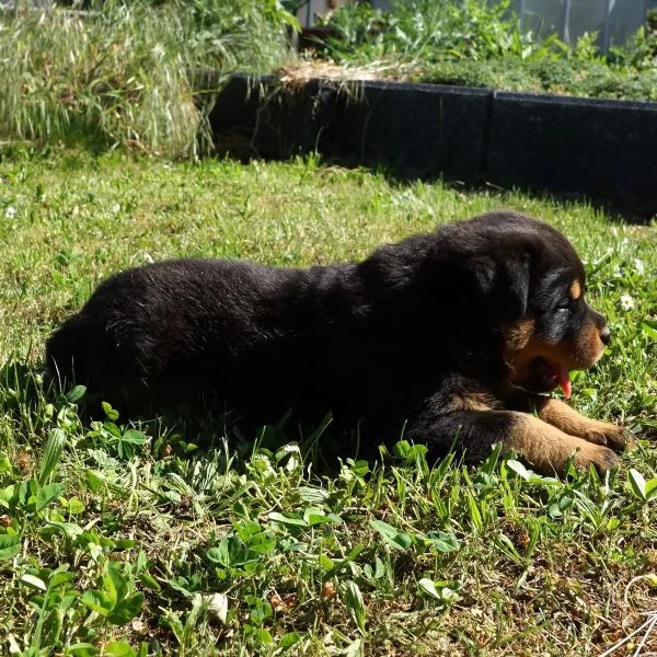 Cuccioli di Rottweiler maschi/femmine con documenti, | Foto 2