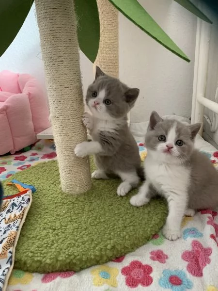 BELLISSIMI Gatti British shorthair | Foto 1