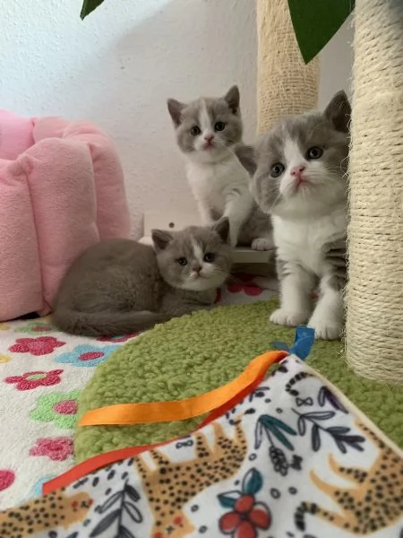 BELLISSIMI Gatti British shorthair