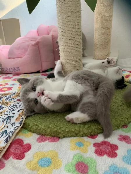 British shorthair cuccioli disponibili | Foto 1