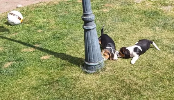 Disponibili bellissimi cuccioli di Beagle maschi e femmine. | Foto 1