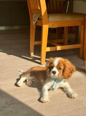Cavalier King (con pedigree) | Foto 1