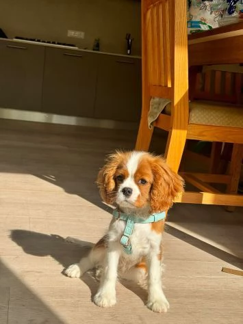 Cavalier King (con pedigree) | Foto 0