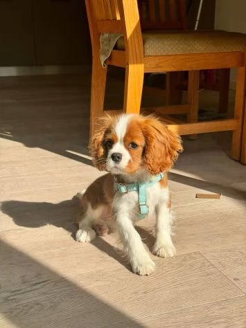 Cavalier King (con pedigree)