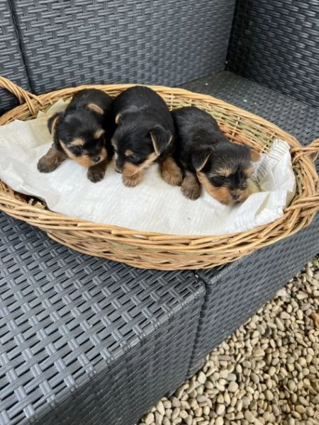 Yorkshire York mini toy cuccioli | Foto 1