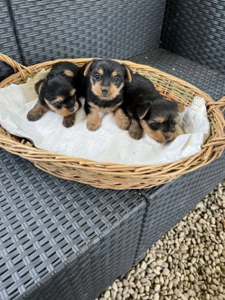 Yorkshire York mini toy cuccioli | Foto 0