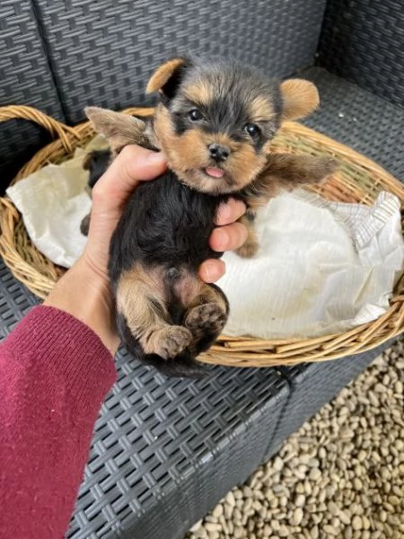 Yorkshire York mini toy cuccioli