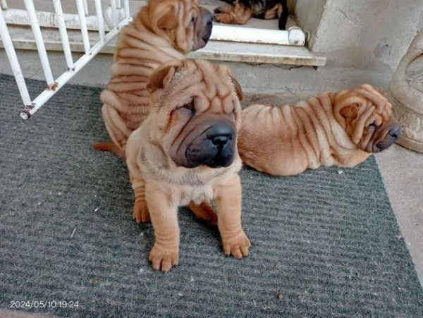 Disponibili tre cuccioli di Sharpei | Foto 2