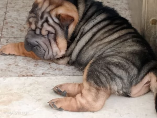 Disponibili tre cuccioli di Sharpei