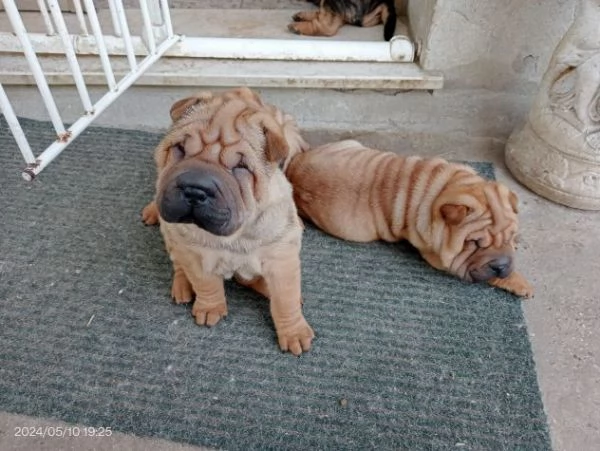 Disponibili tre cuccioli di Sharpei | Foto 1