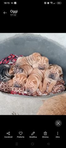 Disponibili tre cuccioli di Sharpei | Foto 0