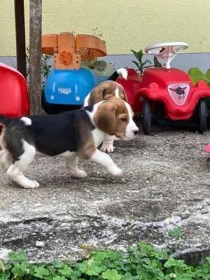 Disponibile cucciola di Beagle sia maschio e femmina