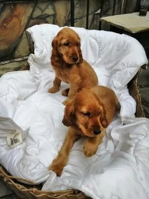 Deliziosi cuccioli di Cocker Spaniel di colore fulvo. | Foto 1