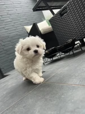 Cuccioli di Maltese taglia piccola