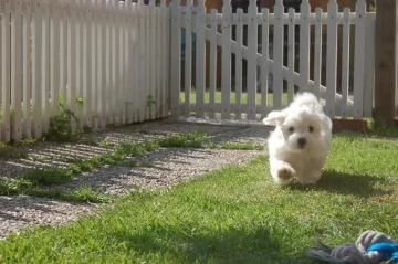 Dolcissimi cuccioli maltesi di razza pura | Foto 1