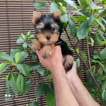 BELLISSIMI CUCCIOLI DI YORKSHIRE TERRIER DISPONIBILI | Foto 2