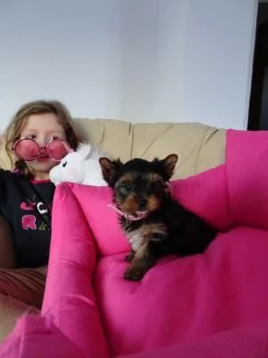BELLISSIMI CUCCIOLI DI YORKSHIRE TERRIER DISPONIBILI