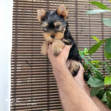 BELLISSIMI CUCCIOLI DI YORKSHIRE TERRIER DISPONIBILI | Foto 0
