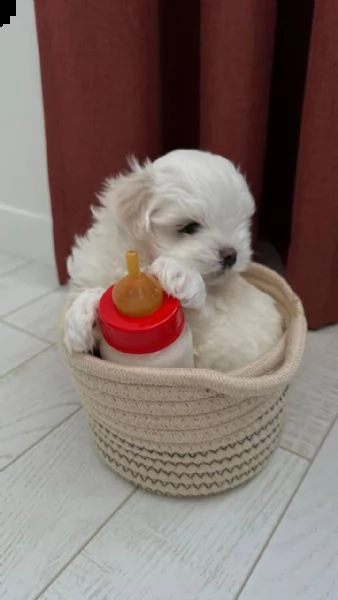 regalo maltese¶