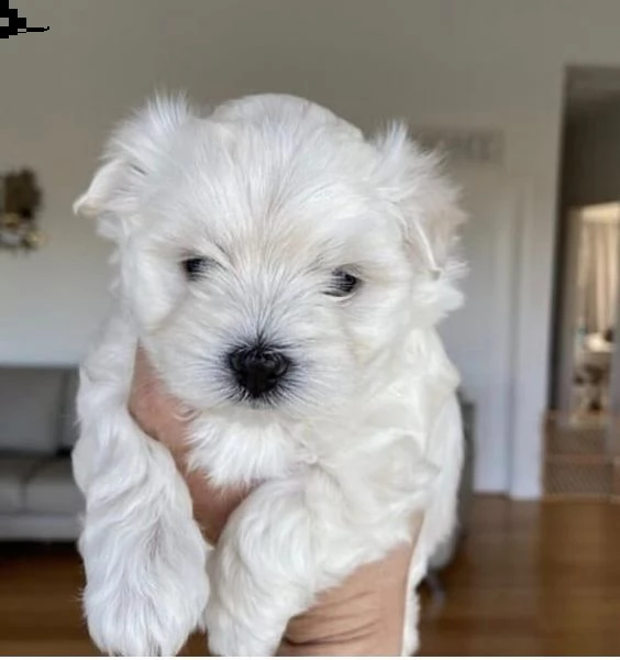 regalo maltese?