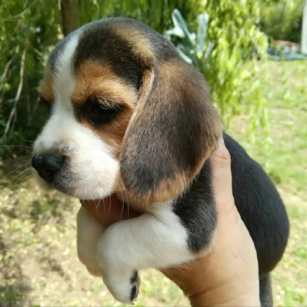 regalo beagle mini disponibile..  | Foto 0