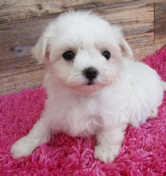 regalo maltese toy disponibile ....  | Foto 0
