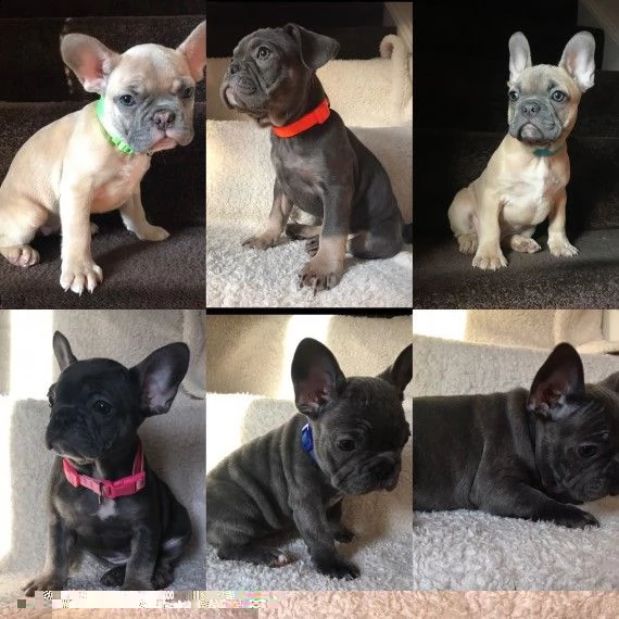 regalo cuccioli di bulldog francese 