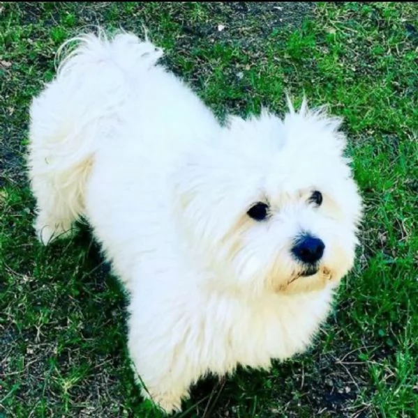 regalo allevamento maltesi taglia mini toy ho bellissimi cuccioli maltese pronti per loro nuove case