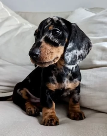 cucciolo bassotto nano