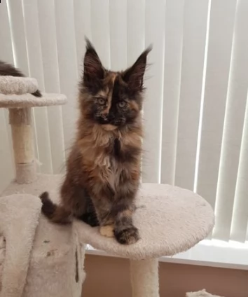 bellissimi gattini maine coon | Foto 0