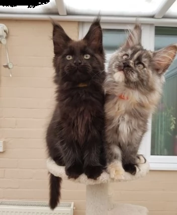 bellissimi gattini maine coon