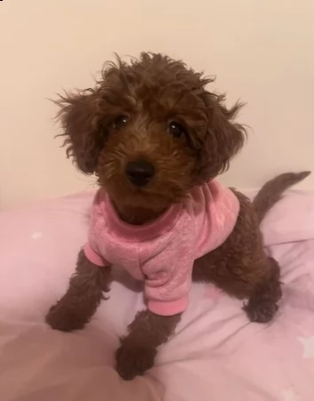 cuccioli di barboncino rosso | Foto 0