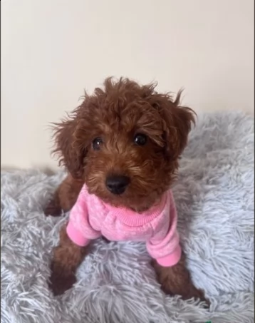 cuccioli di barboncino rosso