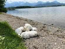 kucciolatta stupenda di maltesini toy | Foto 3