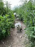 kucciolatta stupenda di maltesini toy | Foto 2
