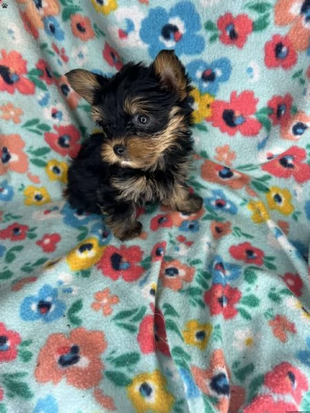 teacup yorki puppy