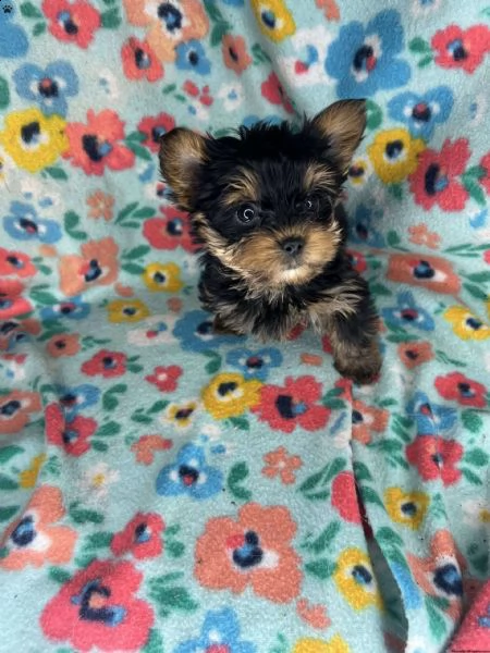 teacup yorki puppy | Foto 0