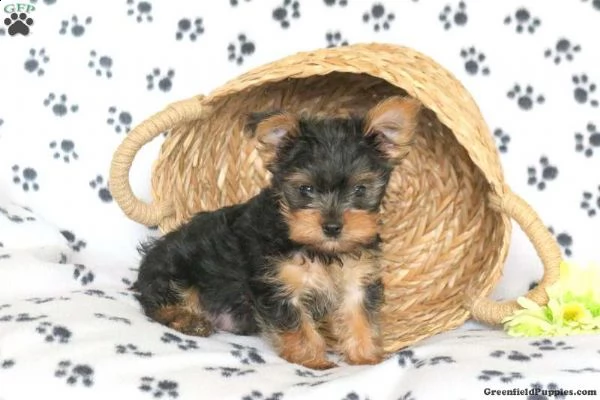 tiny yorkie puppy
