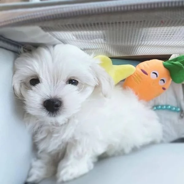 cuccioli di maltese ben socializzati (+393509706299)