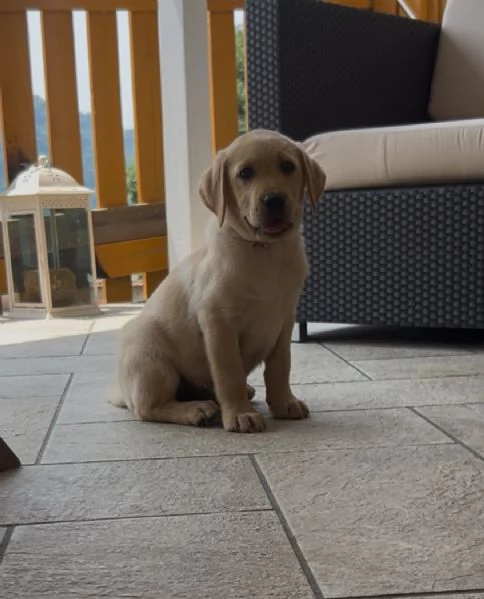 Ultimi cuccioli di Labrador  | Foto 4