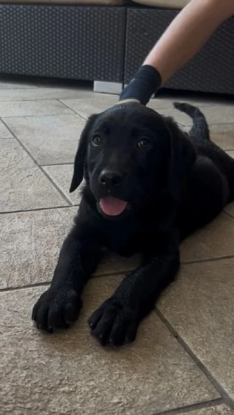 Ultimi cuccioli di Labrador  | Foto 3
