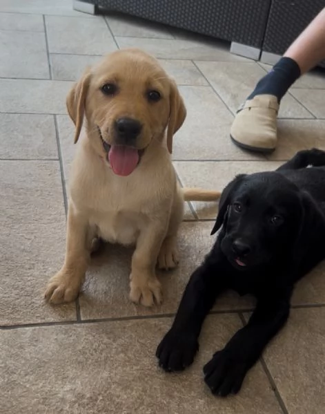Ultimi cuccioli di Labrador  | Foto 2