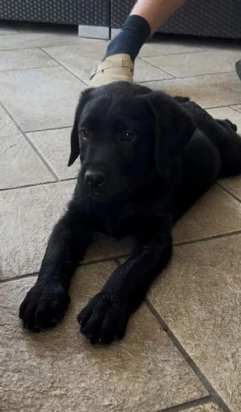 Ultimi cuccioli di Labrador  | Foto 1
