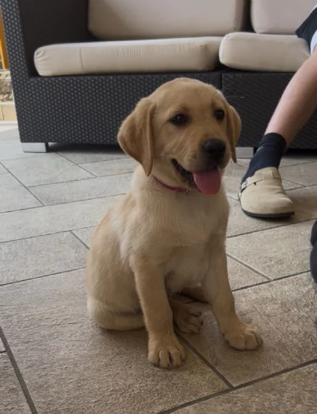 Ultimi cuccioli di Labrador 