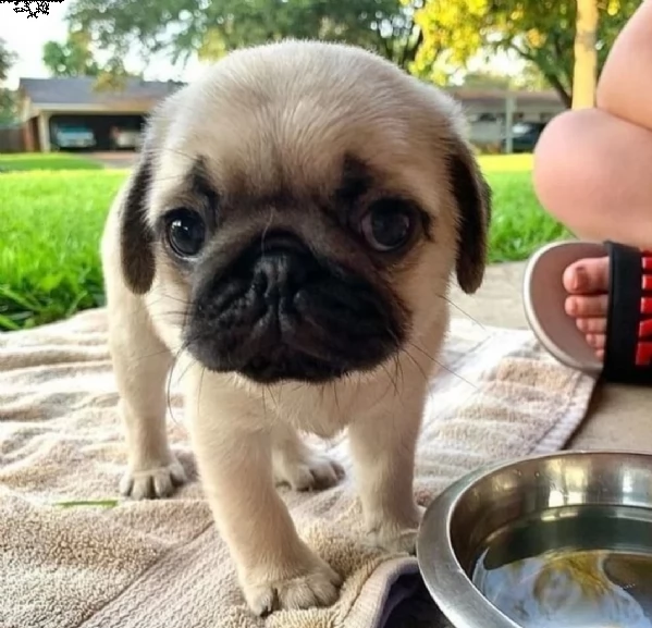 regalo disponibile carlino mini 