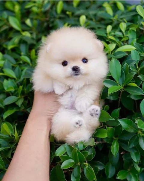 pomerania registrata di alta qualità