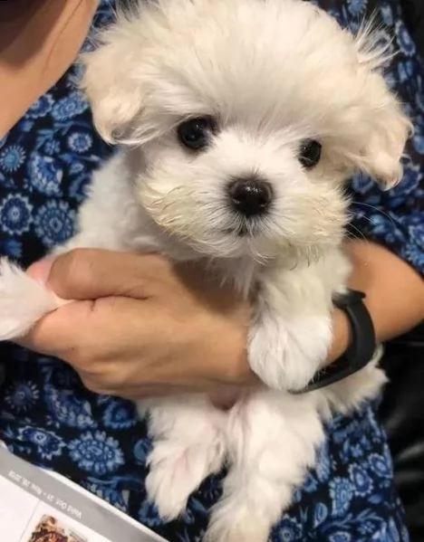 dolcissimi cuccioli di maltese affascinanti (+393509706299)